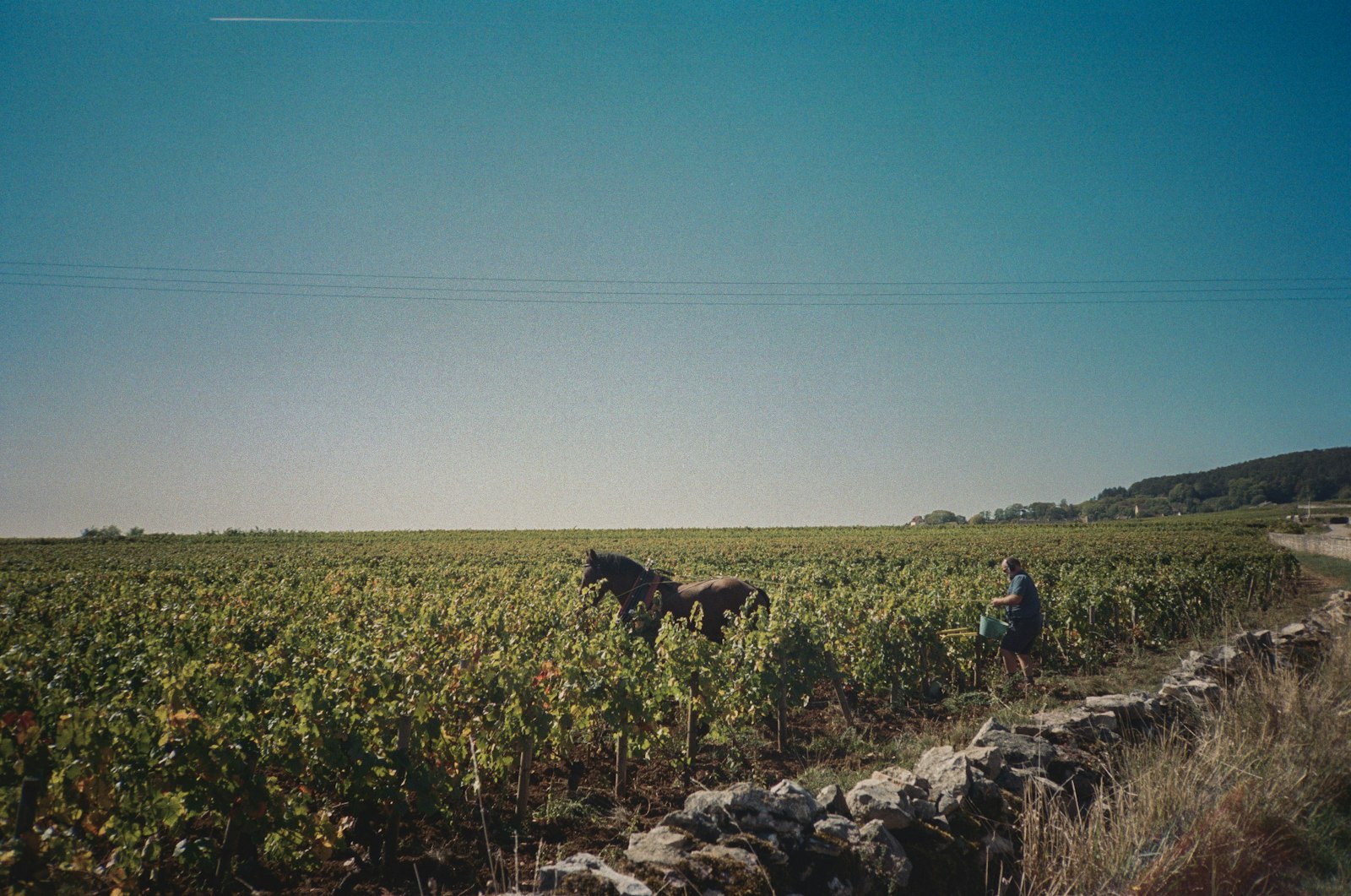 Vineyard on Horseback